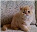 Персидские котята 1960670 Персидская фото в Казани