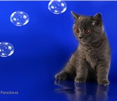 Британские малыши 4434034 Британская короткошерстная фото в Санкт-Петербурге