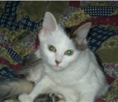 Симпотичный маленький Котёнок скучает и ждёт своих любимых хозяев) всем кто заинтересовался новым д 69166  фото в Орехово-Зуево