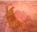 Изображение в Домашние животные Вязка Рыжий шотландец (скоттиш-фолд) ищет невесту в Раменское 0