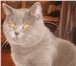 Foto в Домашние животные Вязка Шотландский кот-страйт приглашает кошечек в Оренбурге 2 000
