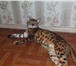 Фотография в Домашние животные Вязка Бенгальский котик приглашает привитых кошечек в Москве 7 000