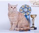 Foto в Домашние животные Вязка Британский кот кремового окраса приглашает в Сочи 3 000