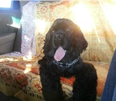 Foto в Домашние животные Вязка собак красивый мальчик американский кокер-спаниель в Москве 0