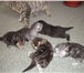 Продам шотландских котят, не дорого, Тимашевск, Светлана:8 988 461 78 08, 3 котика-черный мрамор и се 69240  фото в Тимашевск