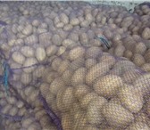 Фотография в Прочее,  разное Разное Картофель оптом +5 от производителя! Картофель в Саратове 7 500