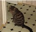 Изображение в Домашние животные Потерянные 28 Июня 2014 года потерялась кошка. Серая, в Новосибирске 0