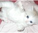 Котята 2029786 Сибирская фото в Барнауле