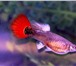 Фото в Домашние животные Рыбки продам московских гуппи.в розницу 40рублей, в Оренбурге 0