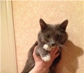 Фотография в Домашние животные Потерянные Найдена миниатюрная  кошка. Молоденькая. в Кирове 0