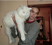 Котята Гиганты породы Мейн Кун, Вязка 144842  фото в Москве