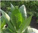 Фото в Домашние животные Растения Семена табака в розницу и оптом по всей России в Владикавказе 40