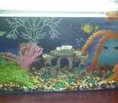 Foto в Домашние животные Рыбки Продам аквариум с рыбками и без рыбок ,дизайн в Пензе 1 800