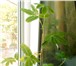 Foto в Домашние животные Растения Удивительное комнатное растение, получившее в Краснодаре 200