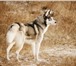 Изображение в Домашние животные Вязка собак Предлагаем для вязки кобеля сибирского хаски, в Туле 0