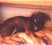 Изображение в Домашние животные Отдам даром Отдам щенка (сучка) возраст около 3-х месяцев, в Тюмени 0