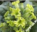 Foto в Домашние животные Растения Семена табака в розницу и оптом по всей России в Владикавказе 40