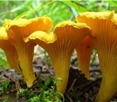 Изображение в Домашние животные Растения продам свежий гриб лисичку каллиброванный, в Киеве 1