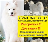 Самоедской лайки малыши 4309034 Самоедская лайка фото в Мурманске