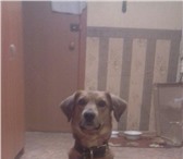 Фото в Домашние животные Вязка собак 4 года 2 месяца, среднего роста, рыжий цвет в Омске 0
