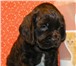 Продается щенок американского кокер спаниеля, девочке 3 месяца, окрас шоколад, малышка, есть неболь 68224  фото в Тольятти