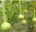 Изображение в Домашние животные Растения Созревшие и высушенные плоды лагенарии используются в Краснодаре 25
