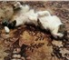 Изображение в  Отдам даром-приму в дар Замечательный кот Яша, очень ласковый, мурчащий, в Санкт-Петербурге 1