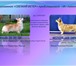Щенок вельш корги пемброк 4319883 Вельш корги фото в Зеленоград