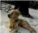 Фотография в Домашние животные Вязка собак Здравствуйте.Живем в Московской области г.Фрязино.Ищем в Москве 5