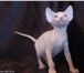 Канадский сфинкс котята белые, голубоглазые мальчик и девочка предлагает питомник Чемпионов канадс 69321  фото в Москве