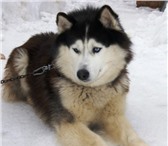 Изображение в Домашние животные Вязка собак Кобель для вязки;
Сибирский хаски – преданное в Климовск 3