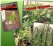 Изображение в Домашние животные Растения Питательный Эликсир для всех видов растений, в Челябинске 30