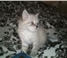 Фото в Домашние животные Отдам даром Очаровательный сиамский котенок (мальчик) в Тамбове 5