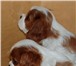 Продаются перспективные щенки кавалера кинг чарльз спаниеля окраса бленхейм (бело-рыжий) и триколор 64943  фото в Москве