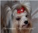 Бивер Йорк,  Бивер,  Биверы очаровательные щенки 1758985 Йоркширский терьер фото в Москве