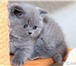 Британские плюшавые котята 4008214 Британская короткошерстная фото в Барнауле