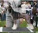 Изображение в Домашние животные Вязка собак Кобель китайской хохлатой собаки (голый), в Москве 0