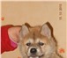 Акита ину(хатика)щенков рыжего окраса, возраст полтора месяца, с отличным характером, любознательны, 65812  фото в Москве