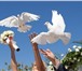 Изображение в Домашние животные Птички Выпускать голубей на свадебных торжествах в Апшеронск 1 000