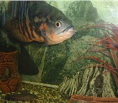 Фотография в Домашние животные Рыбки астранотус ок. 30 см, сом анциструс 38 см., в Ставрополе 0