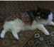 Foto в Домашние животные Отдам даром Отдам в добрые руки трехцветную кошку. Возраст в Тюмени 0