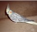 Фотография в Домашние животные Птички Продаю попугая кореллу, девочка. Возраст в Саранске 2 000