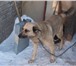 Фото в Домашние животные Другие животные Пес на охрану дома или территории.Молодой в Челябинске 0