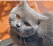 Изображение в Домашние животные Вязка Британский короткошерстный кот лилового окраса в Прохладный 1 500