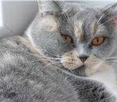 Умная и красивая британская кошка ищет себе заботливого хозяина 344591 Британская короткошерстная фото в Рязани