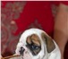 Английский бульдог щенки продаются 2200529 Английский бульдог фото в Москве