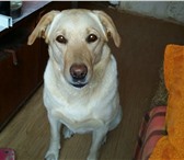 Фото в Домашние животные Вязка собак Ищем кобеля лабрадора для вязки срочно в Якутске 10