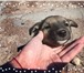 Foto в Домашние животные Отдам даром В поиске лучшей жизни,теплых, ласковых согревающих в Смоленске 1