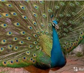 Foto в Домашние животные Другие животные Продажа экзотических птиц в наличии и под в Кургане 20 000