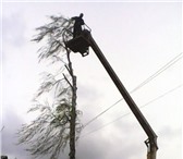 Фото в Прочее,  разное Разное Дерево: валка, спил, распил, обрезка, корчевание, в Орле 250